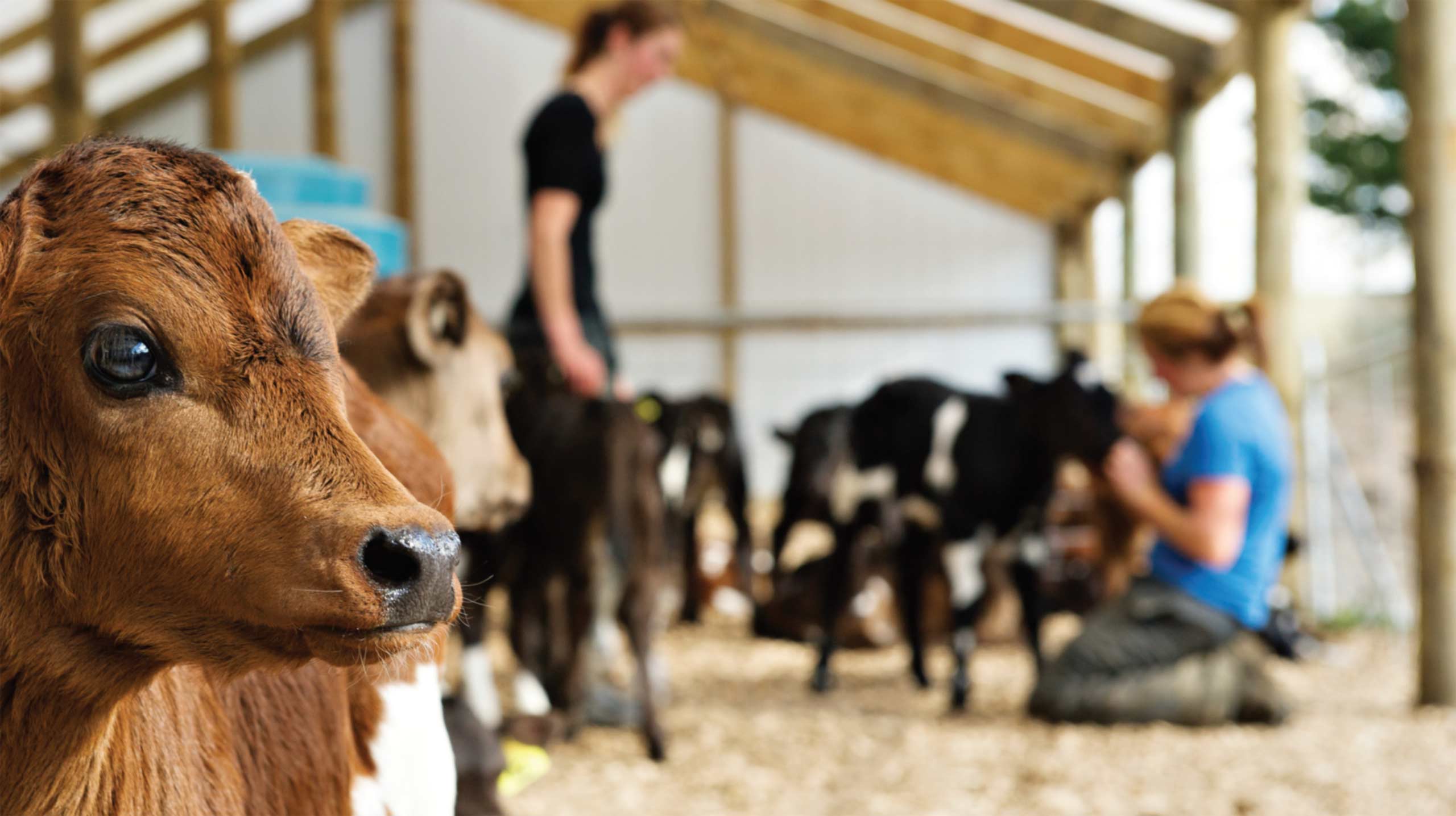 Home Dairy Training Ltd Dairy training courses for everyone